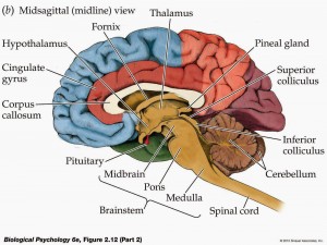 midline brain